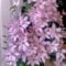 Clematis Zwiebeln, viele Sorten und Farben, hoher Zierwert, Gartenarbeit, einfache Pflege, Kletterblumen, Weinreben-8 zwiebeln-A