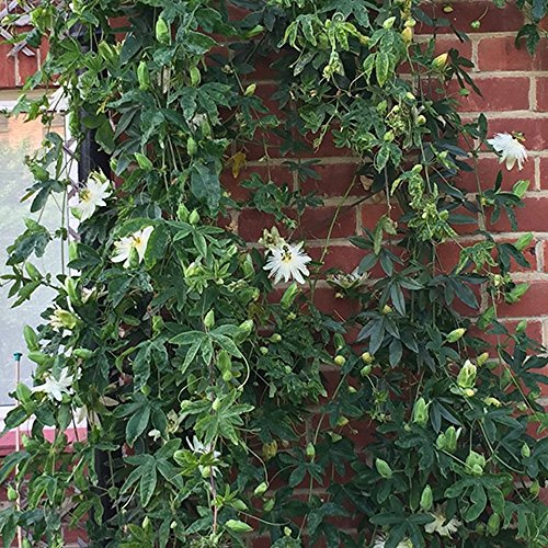 GardenersDream Passiflora Snow Queen Plant in Pot - Semi Evergreen Climber with Passion Flowers - Garden Ready Outdoor Plant for Containers, Walls and Fences (5 Litre Pot, 100-120cm)
