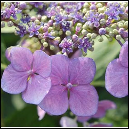 Hydrangea pflanzen zwiebeln,winterharte pflanzen,osiria rose pflanze,Stauden,blauregen pflanze winterhart,duftende lila rosen winterhart,blumenzwiebeln mehrjährig winterhart.-1zwiebeln-C