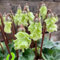30 Pcs Alpenveilchen Samen Winterhart - Cyclamen Samen, Geschenke Für Gartenfreunde, Samen Alte Sorten Alpenveilchen Zimmerpflanze Samen, Wiesensaatgut, Garten Geschenk, Schattenpflanzen