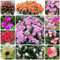 100 Pcs Impatiens Samen - Kleine Geschenke, Pflanzensamen Zimmerpflanzen Samen Violett Springkraut Samen, Impatiens Balsamina, Winterlinge, Gartenpflanzen Winterhart Mehrjährig Schnittblumen