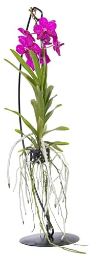 Plant in a Box - Vanda mit Ständer – Pink – Ständerhöhe 70 cm