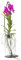 Plant in a Box - Vanda mit Ständer – Pink – Ständerhöhe 70 cm