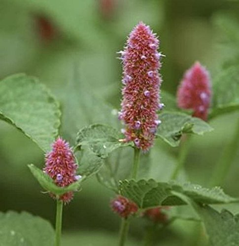 Felsen Nessel - Agastache rupestris - lebende Gartenpflanze aus den Baumschulen
