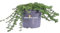 eGarden.store - Pianta vera di Verbena X Hybrida Altezza 15 cm Diametro vaso: 15 cm - Pianta fiore lilla tappezzante da coltivare in vaso in piena terra