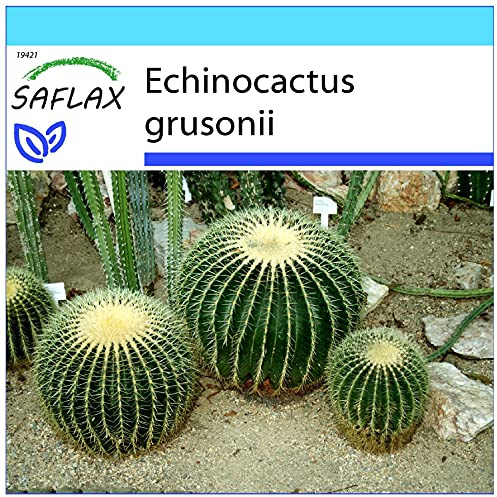 SAFLAX - Geschenk Set - Kakteen - Schwiegermutterstuhl - 40 Samen - Mit Geschenk- / Versandbox, Versandaufkleber, Geschenkkarte und Anzuchtsubstrat - Echinocactus grusonii