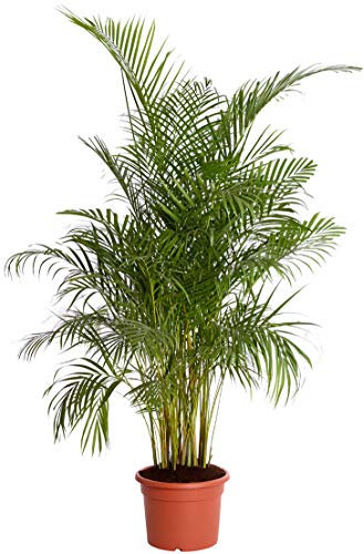 Dehner Palmera de frutas doradas, follaje emplumado, aprox. 220-230 cm, diámetro de la maceta de 38 cm, palma de interior