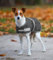 WALDHAUSEN Comfort Hundedecke, 200 g, 45 cm, grau