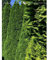 Thuja Smaragd 180-200 cm. 8 Lebensbäume. Immergrün, Winterhart, Sichtschutz