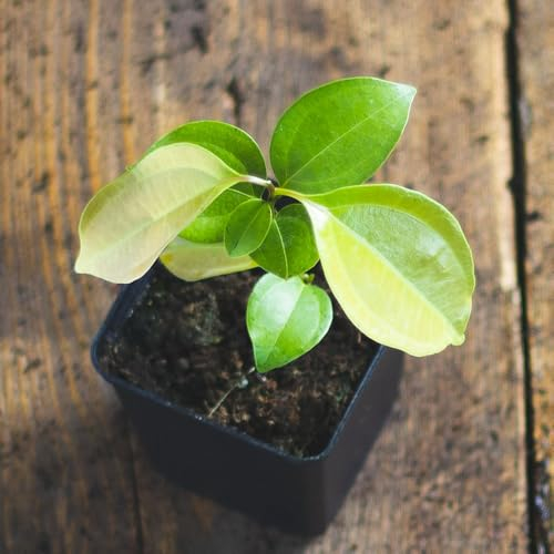 1 Zimtbaum | Cinnamomum/verum/zeylanicum | Ceylon-Zimtpflanze aus Samen aus Sri Lanka | Selten in der EU | Ceylon Zimt Zimmerpflanze | Kanehlpflanze im 7 cm Topf