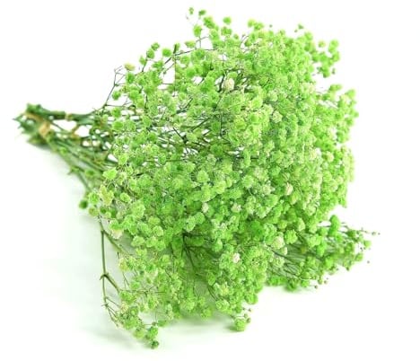 QZKJQDD Schleierkraut Getrocknet, Trockenblumen Zum Basteln, 5 Stöcke Grün, 15 cm Länge, Für Geschenkbox, Scrapbooks, Duftkerzen Handgefertigt