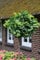 Ginkgo-Stämmchen Marieken®, 1 Pflanze auf Stamm veredelt