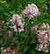 Hochstamm Rispenhortensie Wims Red 100-125cm - Hydrangea paniculata