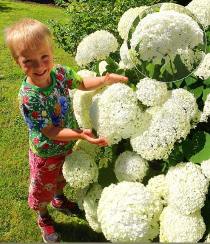 Rara palla di neve Ortensia 'Annabelle', Ortensia panicolata 'Magical Moonlight' Hardy Perenne Fiore Semi in Bordere/un Grande contenitore da Patio
