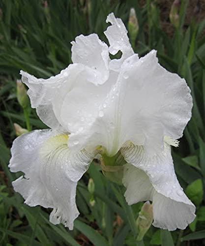 Aamish 15 Stück weiße Iris-Blumensamen