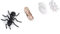 Ameisen-Lebenszyklus, Stabiler -Mehrzweck-Insekten-Lebenszyklus für Schulprojekte für Bildung(M4183 Ameisen (50,5g))