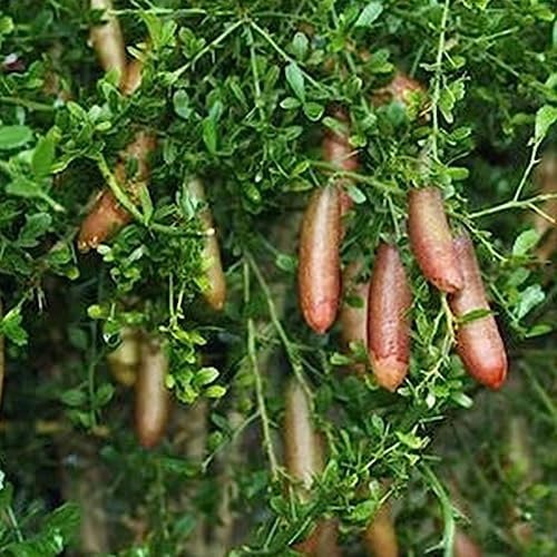 Semi di agrumi Australasica, 200 Pz/borsa Semi di agrumi Australasica Creativo portatile Piccolo giardino Frutta Semi di agrumi australiani Fiore Albero da frutto Semi di ortaggi Semi di agrumi Aus