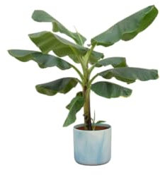 Pianta di banano (Musa) incluso Ocean Round atlantic blue - 90-100cm - Ø22cm - Pianta d'appartamento - Set completo - Pianta con vaso