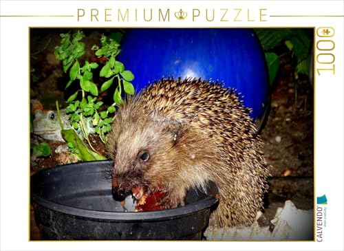 CALVENDO Puzzle EIN Motiv aus dem Kalender Meine Igel | 1000 Teile Lege-Größe 64 x 48 cm Foto-Puzzle für glückliche Stunden