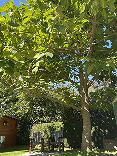 Blauglockenbaum (Paulownia tomentosa) – Der schnellwachsende, winterharte Klimabaum (100-120cm, Paulownia)