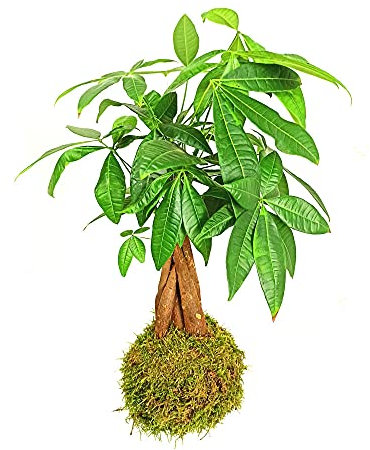 KOKEDAMA COLGANTE PACHIRA TRENZADA 40CM | BOLA DE MUSGO VIVO PARA INTERIOR Y EXTERIOR | PLANTA NATURAL | DECORACIÓN HOGAR | PARA REGALO | FÁCIL MANTENIMIENTO Y CUIDADOS | INCLUYE RODAJA DE MADERA