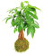 KOKEDAMA COLGANTE PACHIRA TRENZADA 40CM | BOLA DE MUSGO VIVO PARA INTERIOR Y EXTERIOR | PLANTA NATURAL | DECORACIÓN HOGAR | PARA REGALO | FÁCIL MANTENIMIENTO Y CUIDADOS | INCLUYE RODAJA DE MADERA