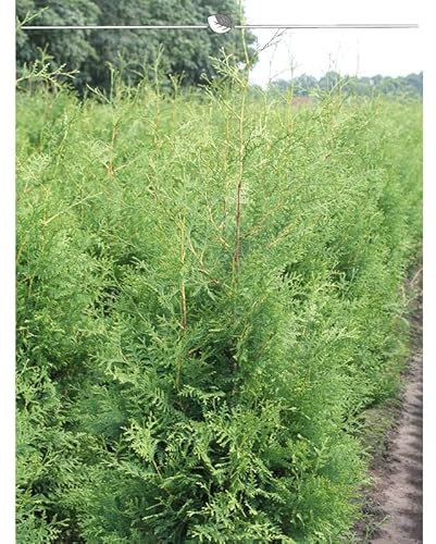 Lebensbaum Thuja Brabant 140-160 cm. Angebot: 25 Koniferen. Thujahecke - Sichtschutz-Hecke