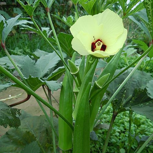 1 Beutel Okra-Samen, natürliches Saatgut, nährstoffreiche Gumbo-Samen für den Garten, jetzt zum Pflanzen Okra-Samen