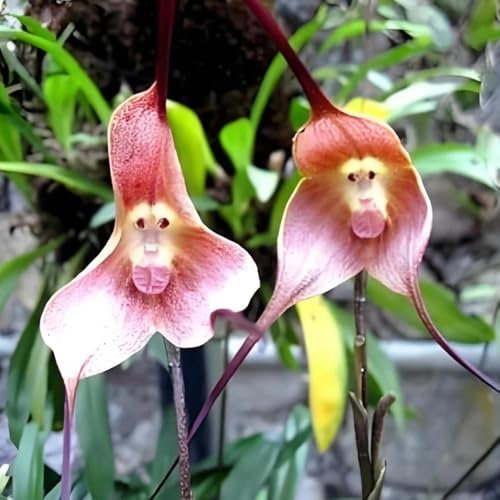 pianta di orchidea scimmia acquista semi semi di prato fiorito perenni, decorazione autunnale orchidea faccia di scimmia - dracula simia - fiori decorativi, piante resistenti 300pcs
