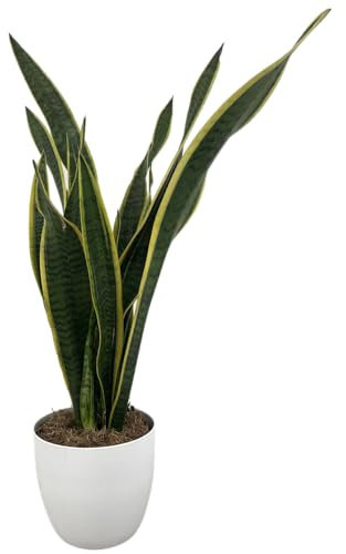 Sansevieria Laurentii - Pianta Vera da Interno 60 cm - Lingua di Suocera - Vaso 17 cm - Facile Cura e Purificatrice d’Aria (Bianco)