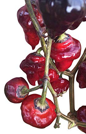 Purple Ufo Chili 10 Samen -Tolle Dekorative Chili-