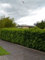 Portugiesischer Lorbeer Prunus Angustifolia 160-180 cm IM TOPF. 5x Kirschlorbeer