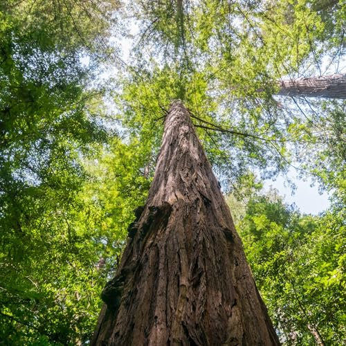 Pianta vera di Sequoia sempervirens - Diametro Vaso Ø 17 cm