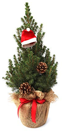 Zuckerhutfichte Picea glauca Conica 40-50 cm Topf Jute winterhart | Festlich dekoriert, Jute mit Schleife, 1 Mütze, 2 Zapfen, im Topf gewachsen, immergrün, pflegeleicht, für draußen