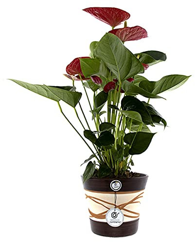 CERÁMICA RAMBLEÑA | Macetas de Barro Rojo | Macetas Decorativas | Macetas de cerámica | Macetas Exterior | Hilo-Nogal | Decoración 100% Hecho a Mano | 25x25x21 cm