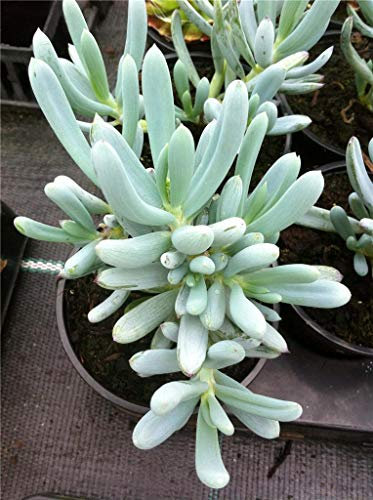 Portal Cool Las Semillas del Paquete: Senecio Serpens Klienia, Chalksticks / Dedos sudafricana suculenta de P9