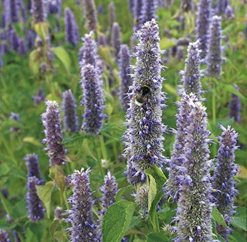 200 Seeds of Organic Flower Agastache (Anise Hyssop)