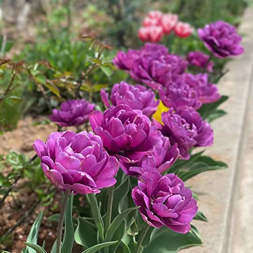 3 Stück tulpenzwiebeln winterhart mehrjährig lila tulpen zwiebeln - Hydroponik Seltene Pflanzen serie - bloom indoor garden bonsai topf winterfeste pflanzen für garten frühblüher zwiebeln
