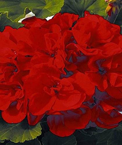 Geranium Zonal Grandeur® 'Bright Red' Summer Garden Plug Plants Pack x6