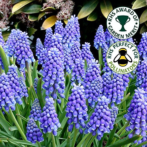 MUSCARI ARMENIACUM Blue Grape Hyacinth Spring Flowering Garden Bulbs (100)