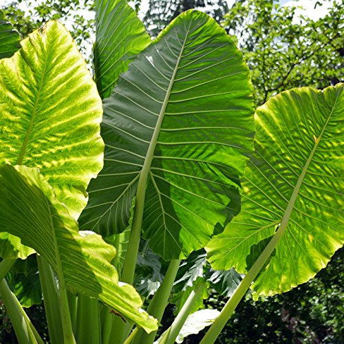 20 Alocasia macrorrhizos Semi, semi Giant Taro, in posizione verticale elefante Semi per le orecchie, semi scimmia gigante