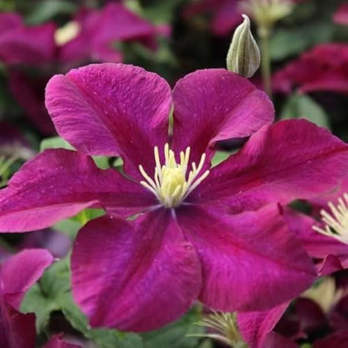 Plant Theory 60cm Cane Clematis Warszawska Nike Burgandy Flowering Vine Climbing Plant 3L Pot