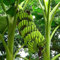 100 Stücke Bananensamen Outdoor Garten Köstliche Süße Essbare Obstbaum Pflanze Blume Obstbaum Gemüsesamen Bananensamen 100pcs