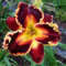 Taglilien Zwiebeln-Winterhart MehrjäHrig,Taglilien Rhizome,Hemerocallis Pflanzen,Taglilien Pflanzen,Einfach Zu Pflanzen,Hofdekoration-15zwiebeln-a