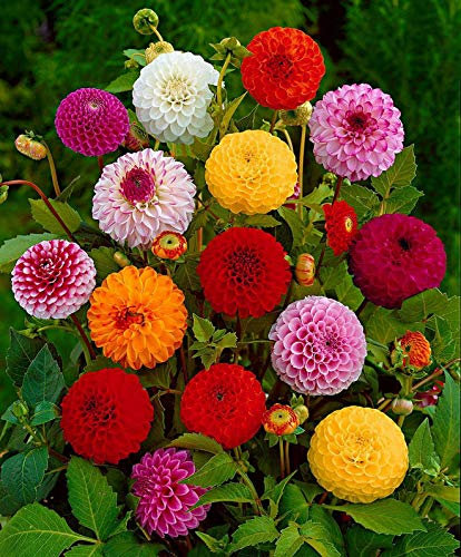50 Dahlia Variabilis Pompon Double Mix Seeds - 50 Seeds
