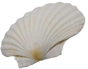 YUPEIUKLI Grandes coquilles Saint-Jacques Blanches pour la Peinture et Les décorations de Mariage sur la Plage Coquillages Blancs naturels 3 à 5 Pouces
