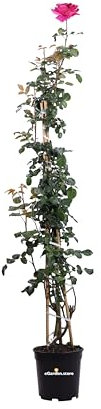 Pianta di Rosa Grandiflora Rampicante pianta di rosa ornamentale fiori grandi vari colori da esterno pianta vera venduta da eGarden.store (Ciclamino)