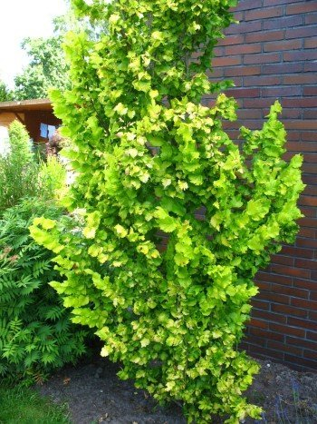 Goldulme Ulmus carpinifolia Wredei 80-100 cm hoch im 5 Liter Pflanzcontainer