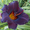 Bulbos De Azucenas, Azucenas Silvestres,JardíN,Flores Para Todas Las Estaciones,Azucenas, Plantas Perennes Vigorosas Y Resistentes, Patio, Hemerocallis Bulbos-3bulbos-A