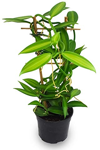 POWERS TO FLOWERS - ORCHIDEA VANIGLIA XL, Orchidea, Orchidea Vanilla Planifolia, Pianta da Interno, Pianta Vera